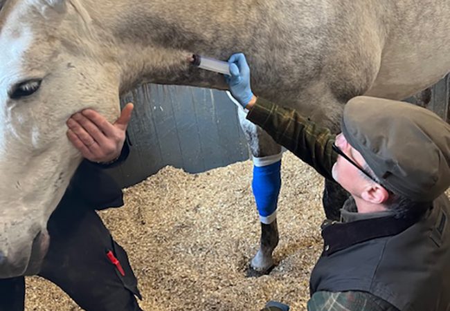 Ambulerande_hastpraktik_hastveterinar_arlov_osby_malmo_hast_jour