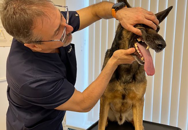 Smadjur_veterinar_arlov_osby_malmo_schafer_he-vet